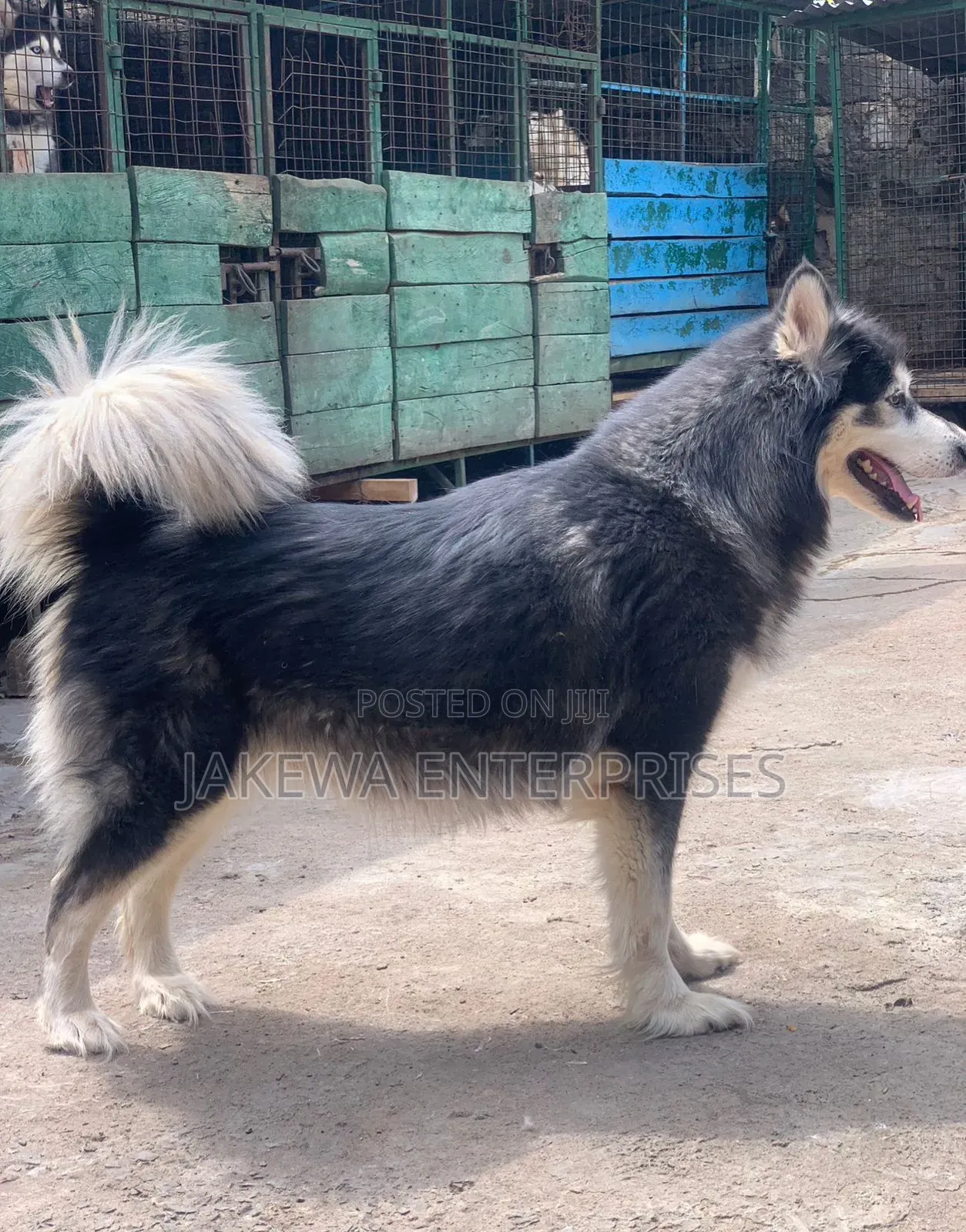1+ year Female Purebred Alaskan Malamute