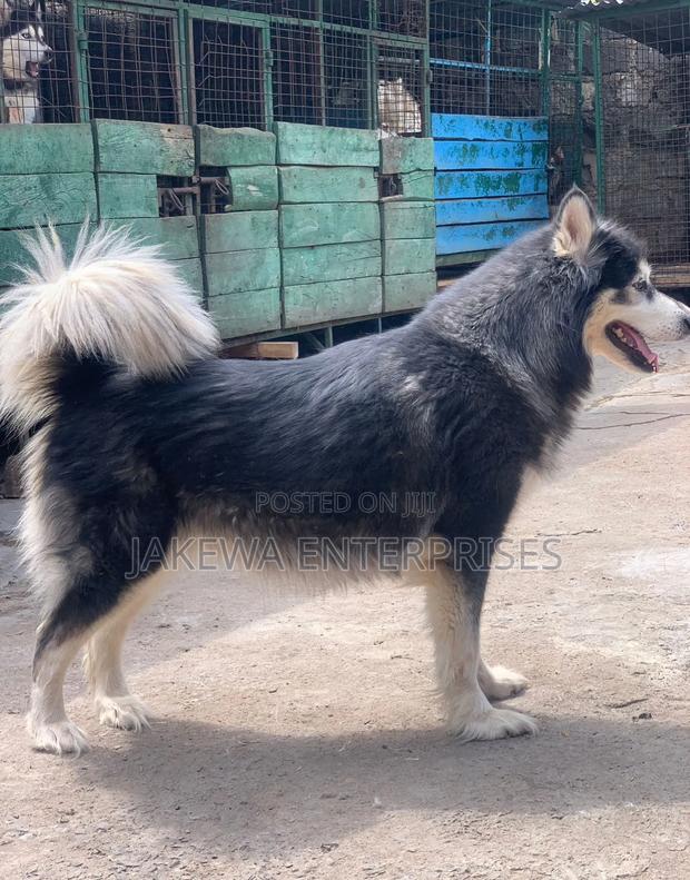 1+ year Female Purebred Alaskan Malamute