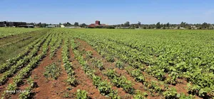 Commercial Plots for Sale in Eldoret Marura Behind Delta