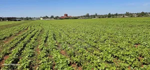 Commercial Plots for Sale in Eldoret Marura Behind Delta