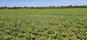 Commercial Plots for Sale in Eldoret Marura Behind Delta