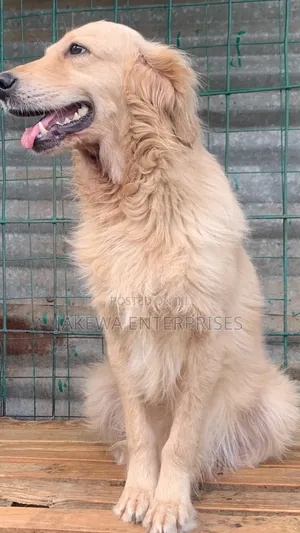 3-6 months Male Purebred Golden Retriever