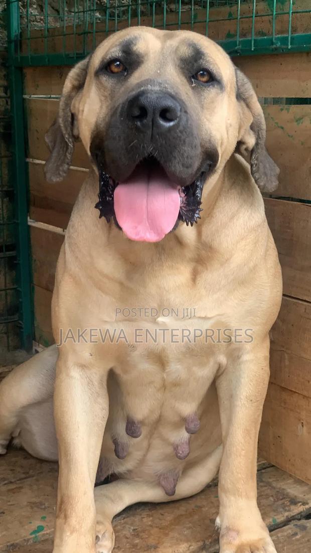 1+ year Female Purebred Boerboel