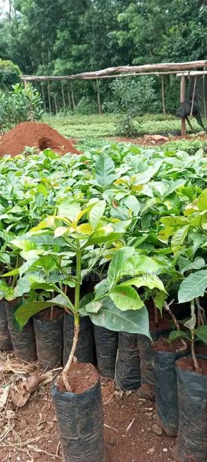 Grafted Ruiru 11 Coffee Seedlings - thumbnail 2