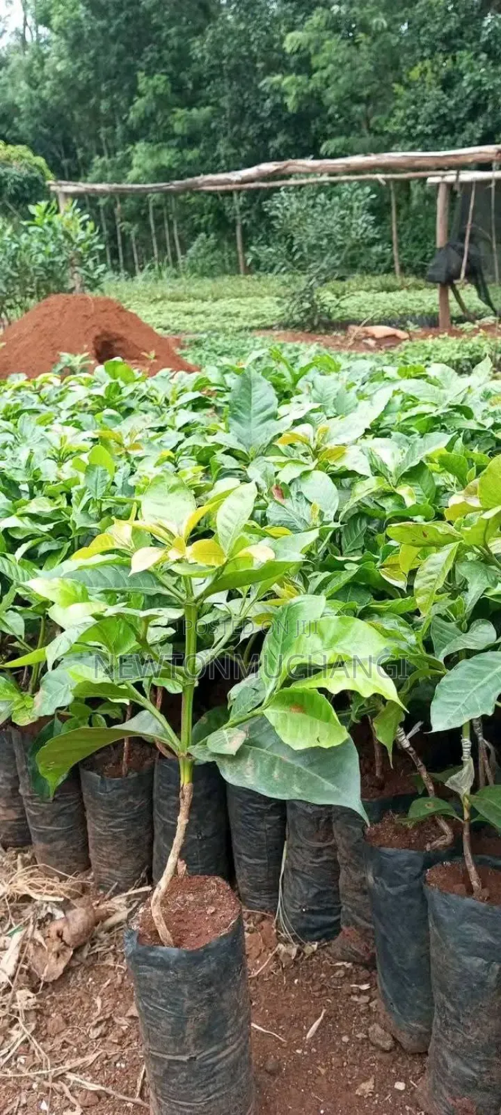 Grafted Ruiru 11 Coffee Seedlings