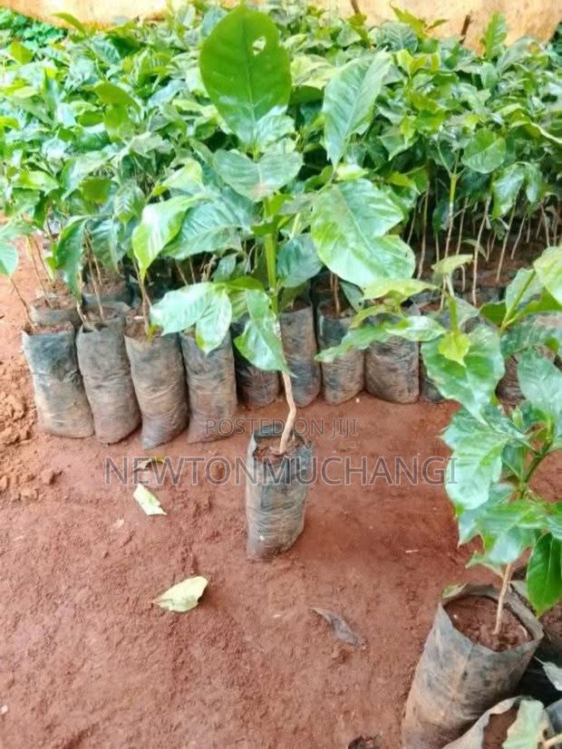 Grafted Ruiru 11 Coffee Seedlings - thumbnail 3