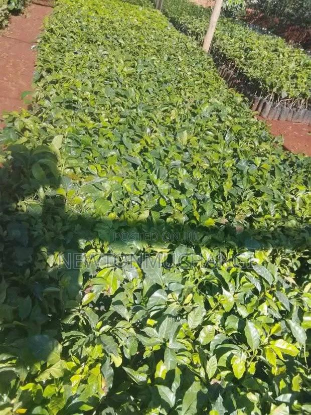 Grafted Ruiru 11 Coffee Seedlings - thumbnail 4