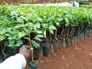Grafted Ruiru 11 Coffee Seedlings