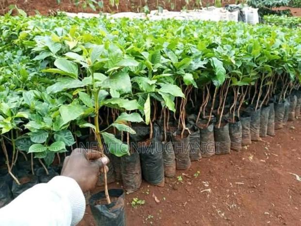 Grafted Ruiru 11 Coffee Seedlings - thumbnail 5