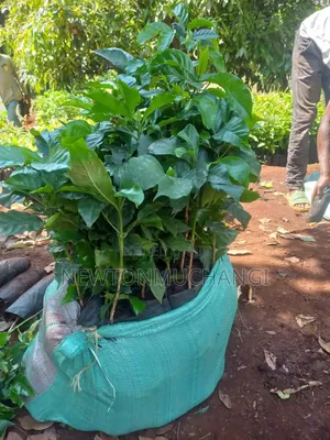 Grafted Ruiru 11 Coffee Seedlings