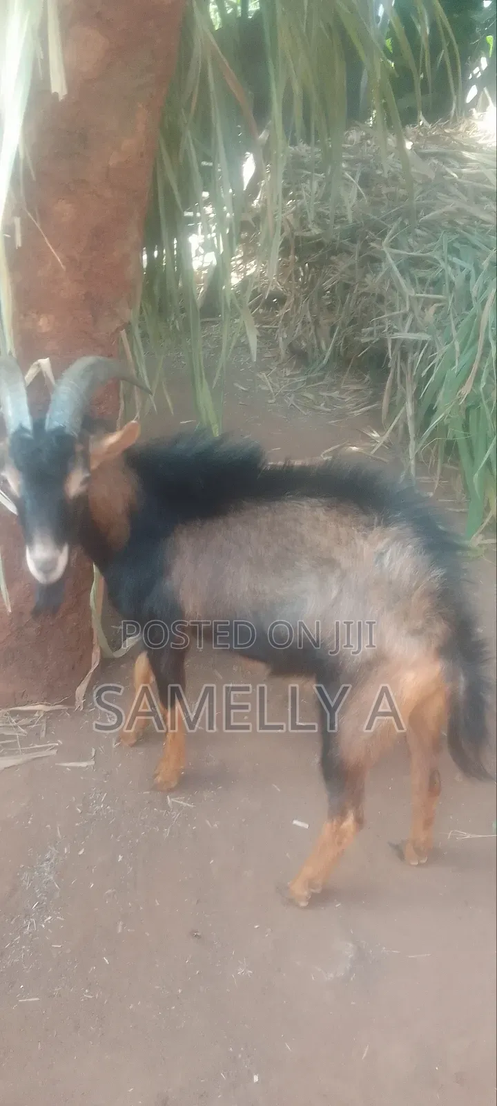 Dairy Goat