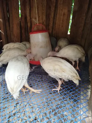 Guinea Fowl Kanga and Turkey