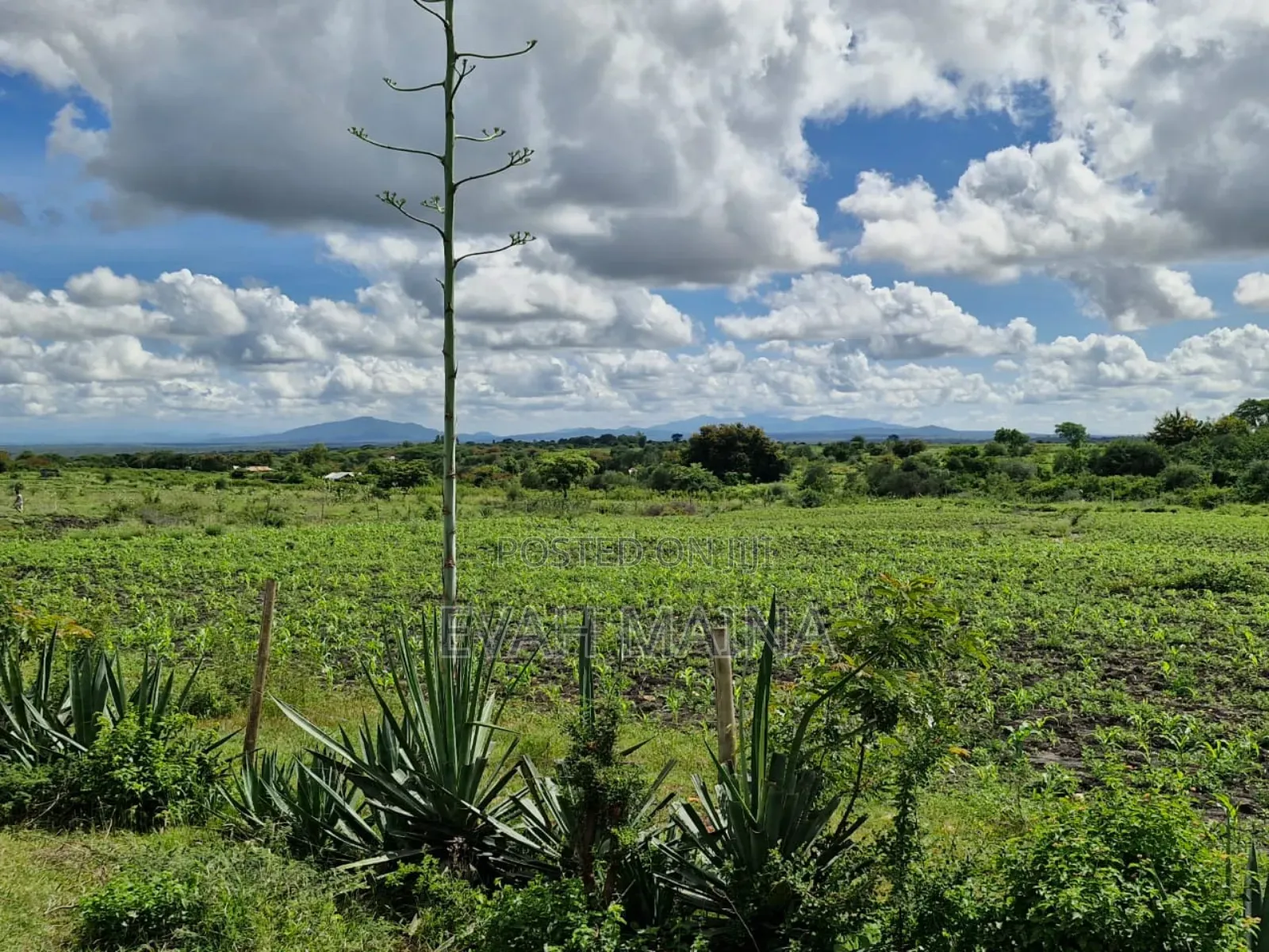 50 *100fts Plot in Matuu
