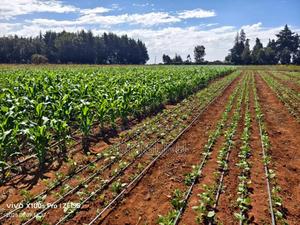 Drip Lines - thumbnail 2