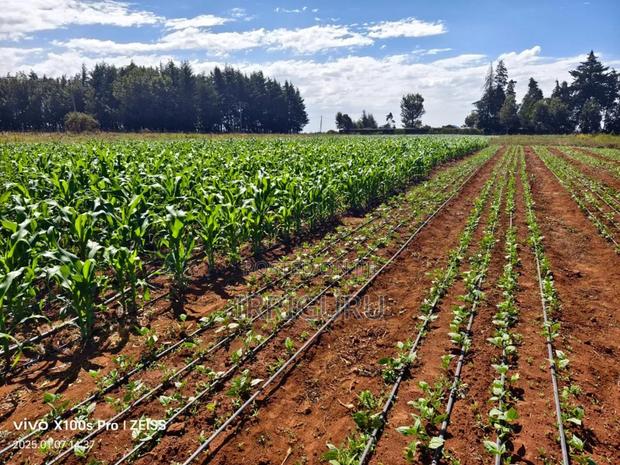 Drip Lines - main view