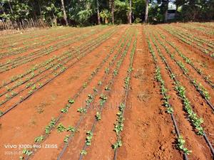 Driplines for Your Drip Kit System - thumbnail 2