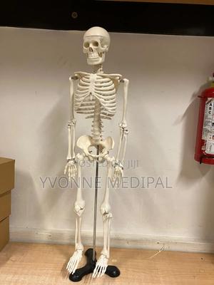 Human Skeleton 85cm - main view