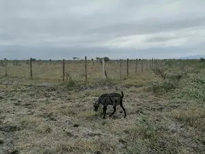 Deal Deal 50x100 Plot, Gatii, Ruai, Near Quickmart, Embakasi Sewage