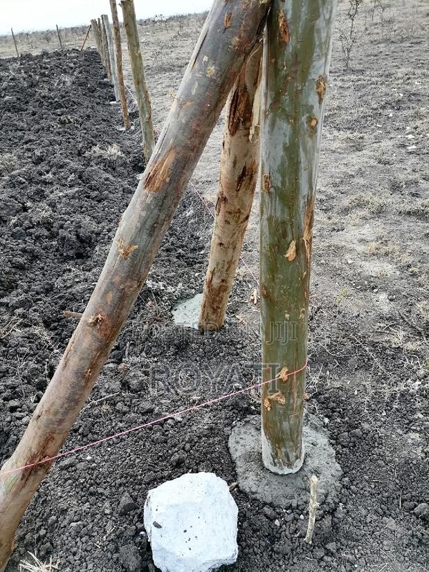 100x100 Plot, Gatii, Ruai, Near Quickmart, Embakasi Sewage - thumbnail 7