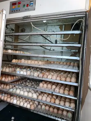Professional Hatchery And Eggs Incubator Service