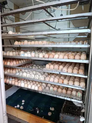 Professional Hatchery And Eggs Incubator Service
