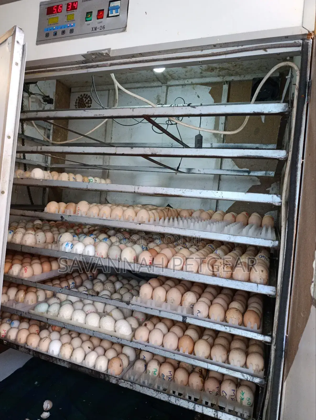 Professional Hatchery And Eggs Incubator Service