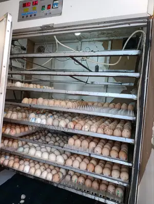 Professional Hatchery And Eggs Incubator Service