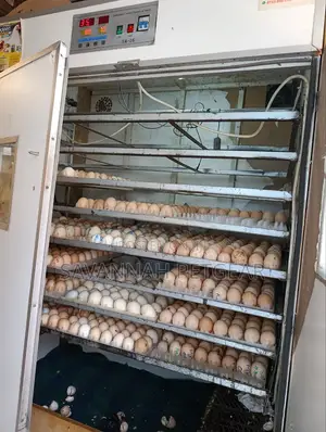 Professional Hatchery And Eggs Incubator Service