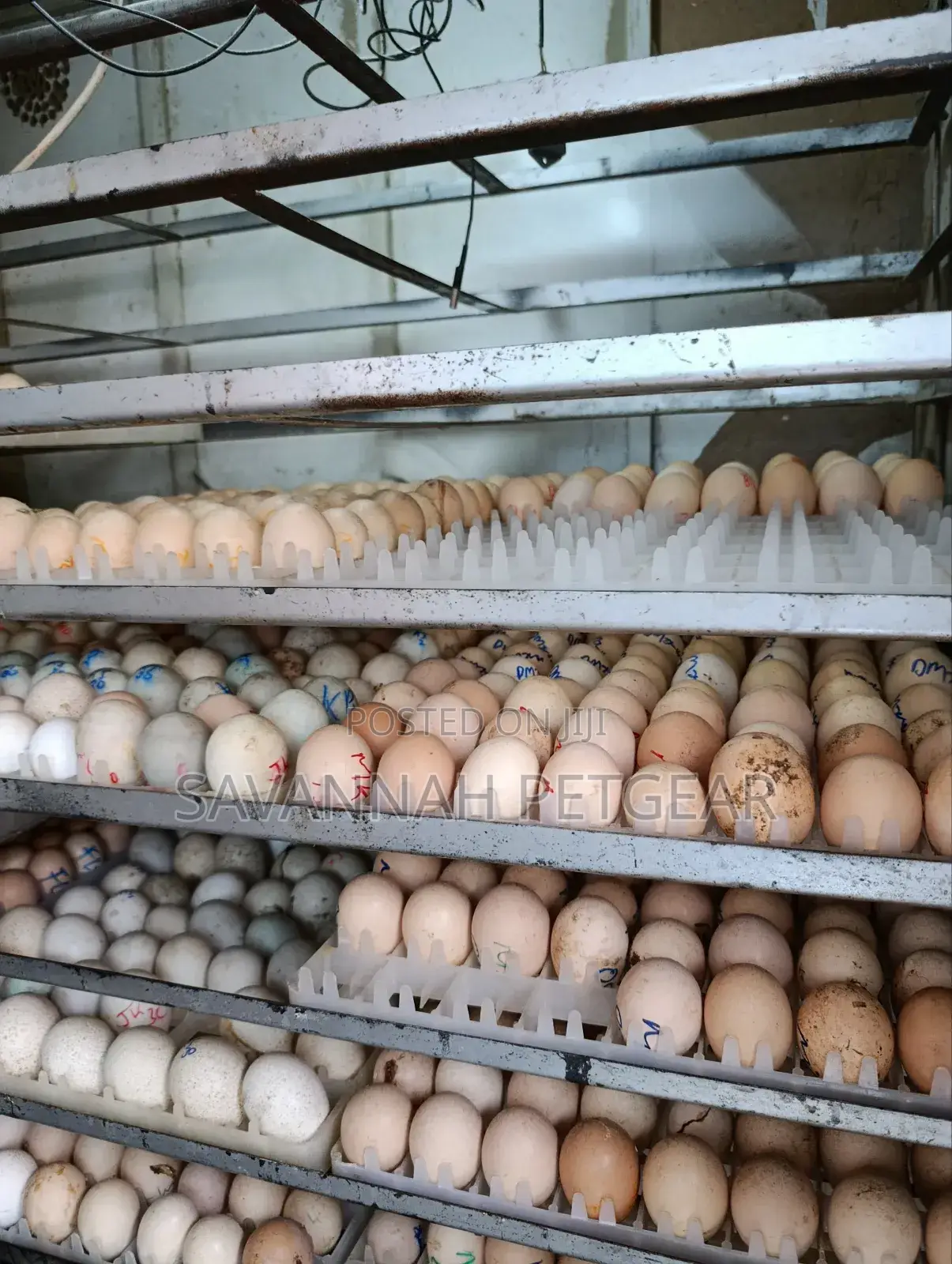 Professional Hatchery And Eggs Incubator Service