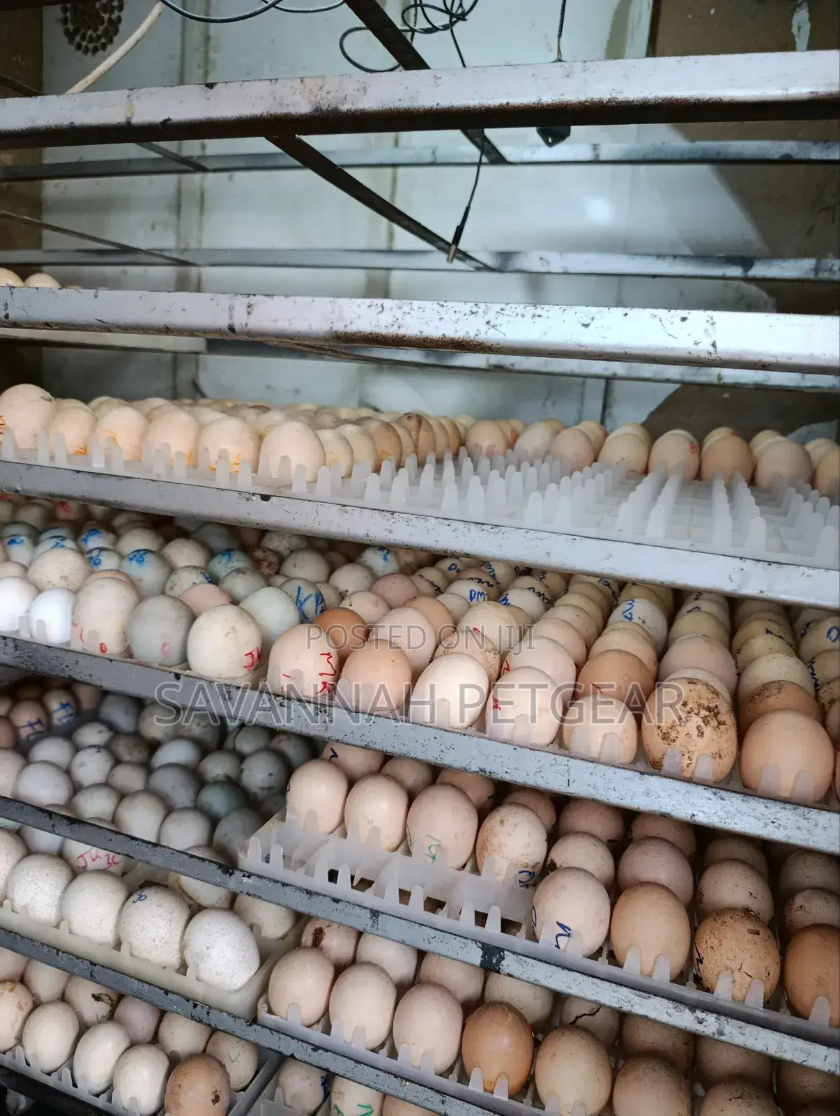 Professional Hatchery And Eggs Incubator Service