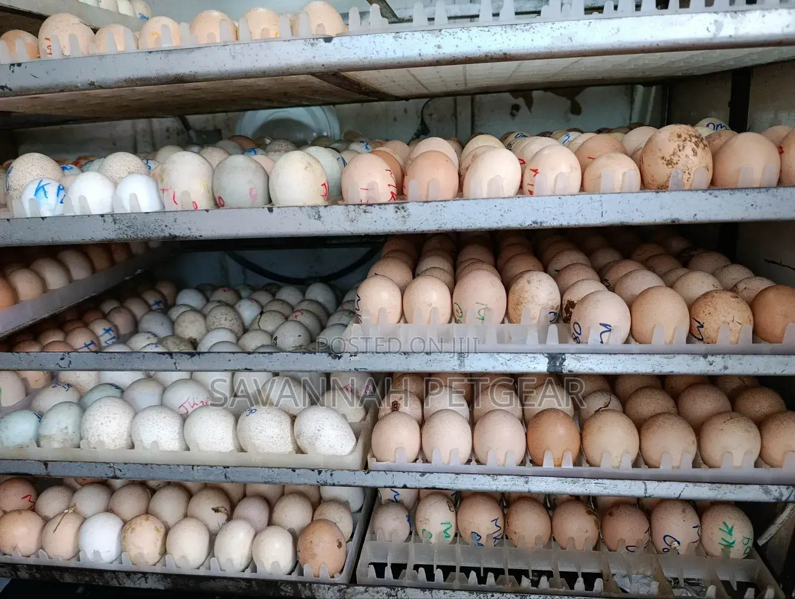Professional Hatchery And Eggs Incubator Service