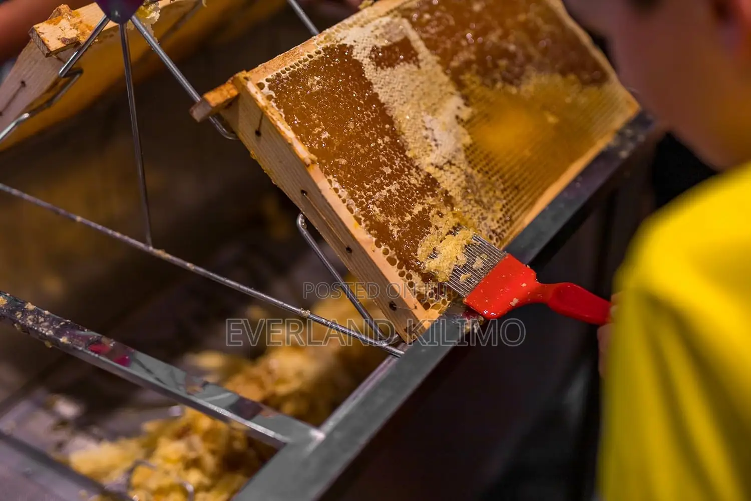 Bee Keeping Uncapping Fork