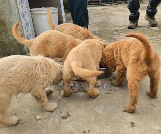 1-3 months Female Purebred Golden Retriever