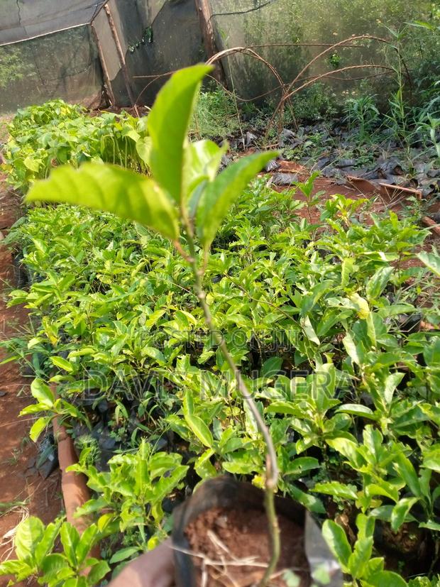 Yellow Passion Fruit Seedlings - main view