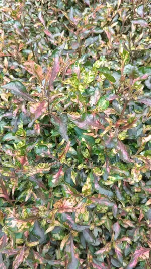 Alternanthera Brasiliana Red Air Purifying House Plants