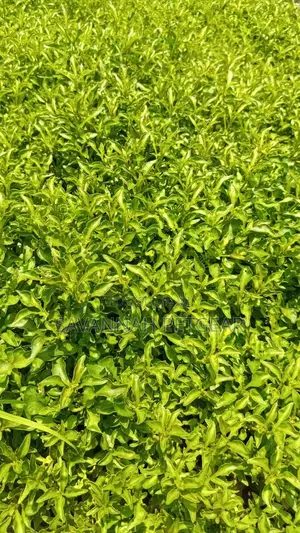 Alternanthera Green Plant (Alternanthera Ficoidea) Seedlings