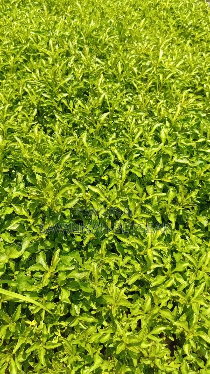 Alternanthera Green Plant (Alternanthera Ficoidea) Seedlings