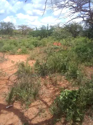 63 Acres of Virgin Land Are Available for Sale in Makindu