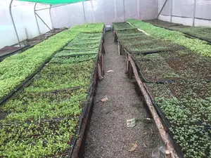 Greenhouse Construction