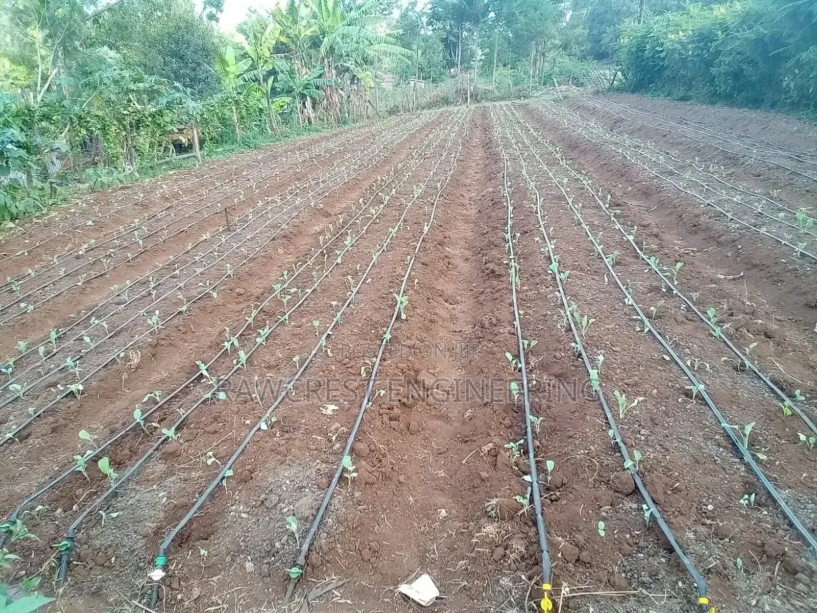 Drip Irrigation System Installation