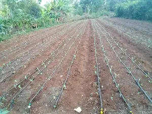 Drip Irrigation System Installation