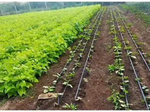 Drip Irrigation System Installation