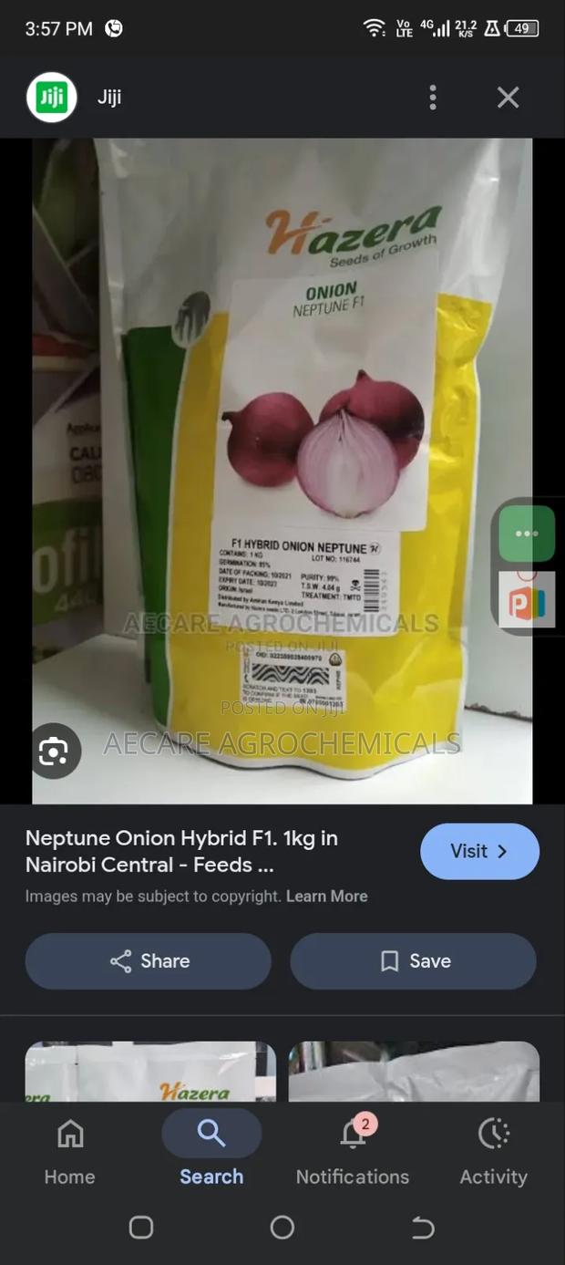 Neptune Onion Hybrid F1. 1kg - thumbnail 3