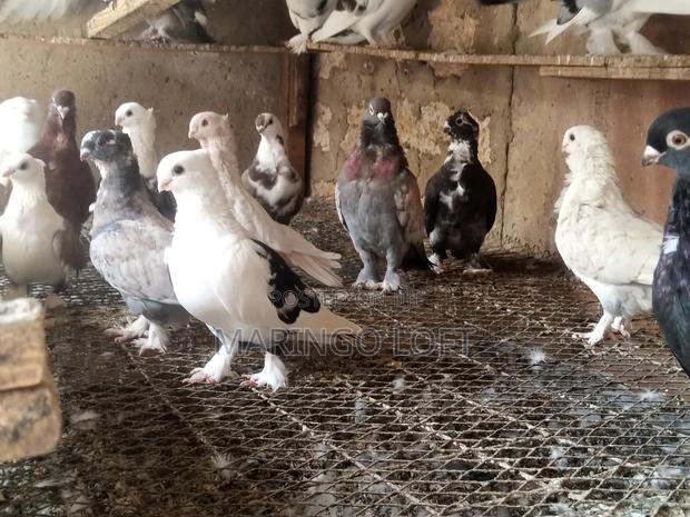 Short Beak - thumbnail 6