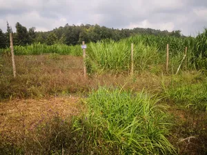 50by100 Plot for Sale in Kamangu Thigio Nguirobi Kiambu.