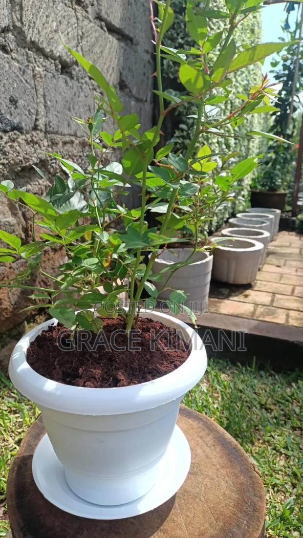 Flowers and Concrete Pots for Sell - thumbnail 4