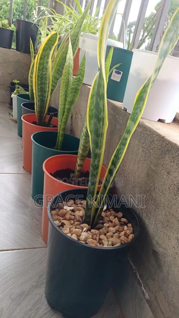 Flowers and Concrete Pots for Sell - thumbnail 5