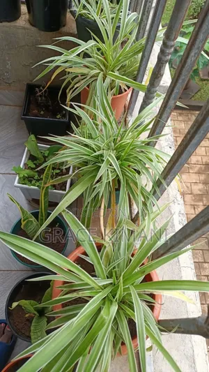 Flowers and Concrete Pots for Sell