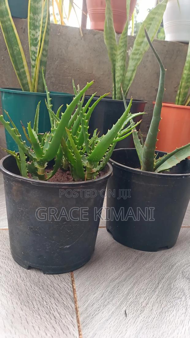 Flowers and Concrete Pots for Sell - thumbnail 6