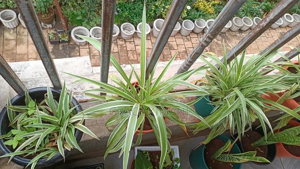 Flowers and Concrete Pots for Sell - thumbnail 7